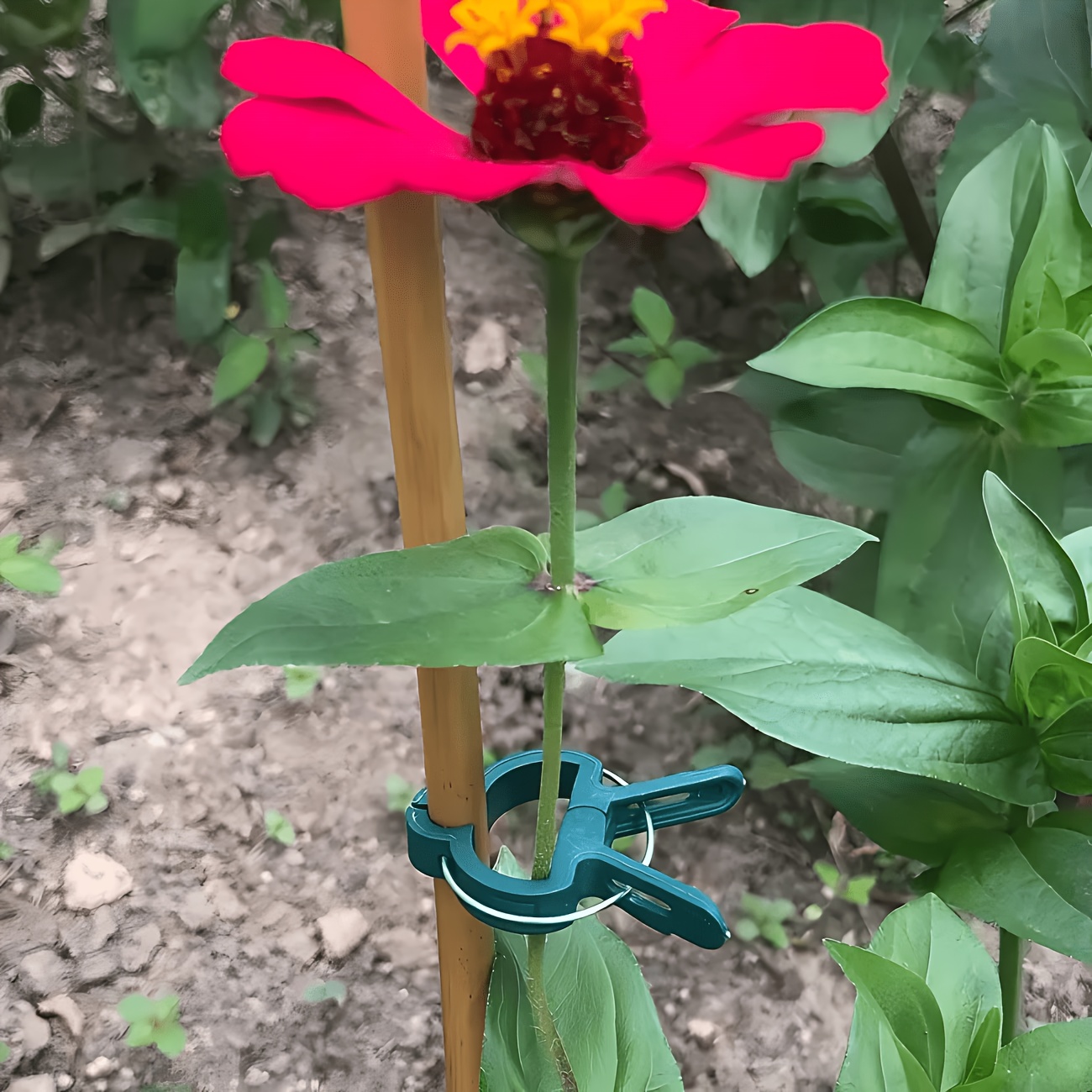Gardening Tools Essential - 5 adet ayarlanabilir bitki klipsleri büyük